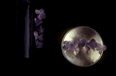 Hydrangea